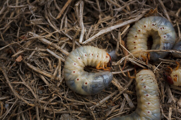Mountain pine or bark beetle larvae, close up. Parasite destroying trees and furniture.