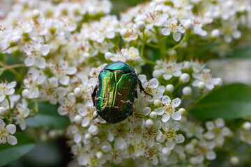 ein Rosenkäfer auf weißen Kirschblüten