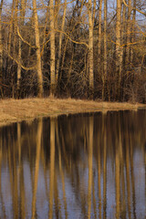 Obraz premium Trunks of flooded trees and their reflections during floods.
