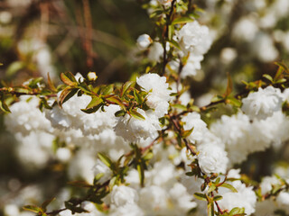 Floraison attrayante et décorative, blanche lumineuse en ombelles du cerisier ornemental (Prunus...