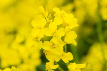 Nahaufnahme von bl&uuml;hendem Raps im Sommer