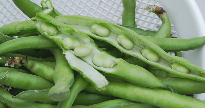 Close up of a basket of freshly picked broad beans