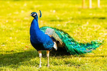 Fototapeta premium peacock in the park
