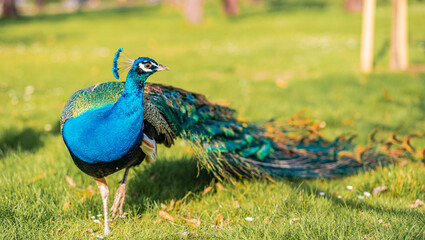 Fototapeta premium peacock in the park