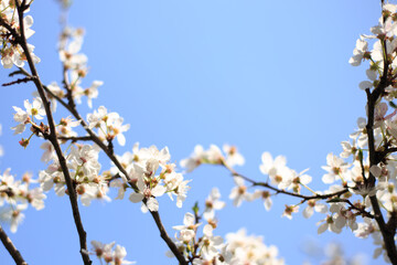 Flowering cherry against a blue sky. Cherry blossoms. Spring background.