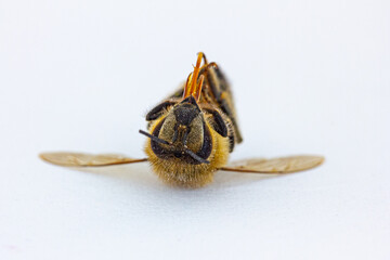  eine tote Biene vor weißem Hintergrund