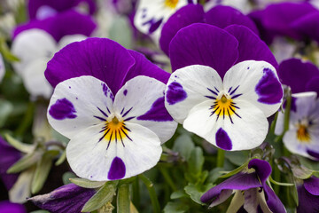 Close-up of two delicate purple pansies standing together.