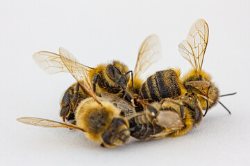 viele tote Bienen vor wei&szlig;em Hintergrund
