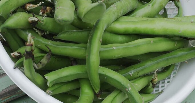 Close up of a basket of freshly picked broad beans