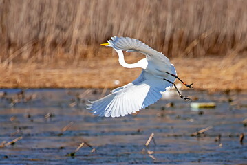 Great Egret