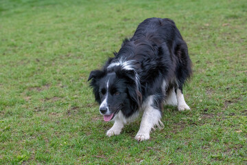 Portrait of young beautiful Border Collie dog outdoor