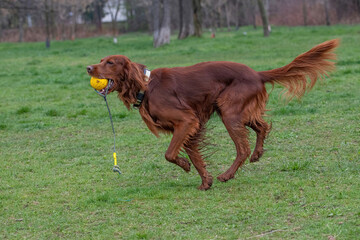 Hunting dog Irish setter running on the grass