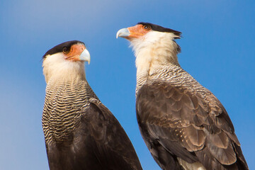 Couple of Southern Caracaras (