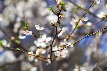 Flowering cherry against a blue sky. Cherry blossoms. Spring background.