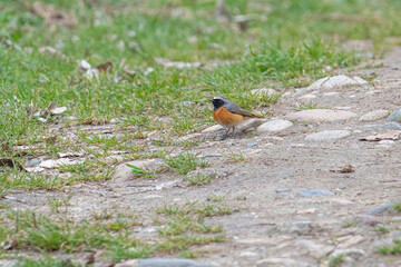 Black redstart, Phoenicurus ochruros,walks in the grass in search of food