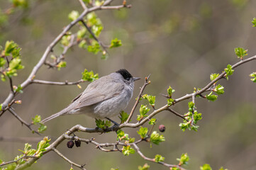 Eurasian blackcap( Sylvia atricapilla ) sitting on branch. Wildlife photo