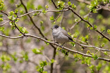Obraz premium Eurasian blackcap( Sylvia atricapilla ) sitting on branch. Wildlife photo
