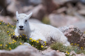 adorable baby mountain goat