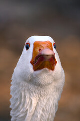 Headshot of a white goose in grassy area. Vertical view with copy space.