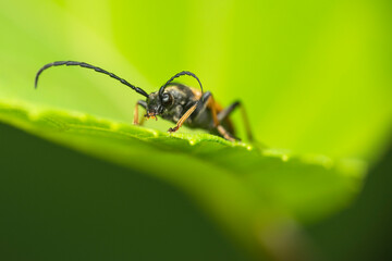 Fototapeta premium A barbel beetle on a green hydrangea leaf. Close-up. High quality photo