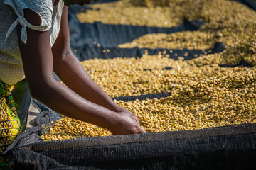Coffee beans being sorted in Kinunu, Rwanda