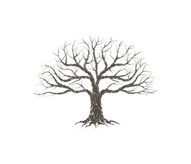 dry tree vector illustrations isolated on white