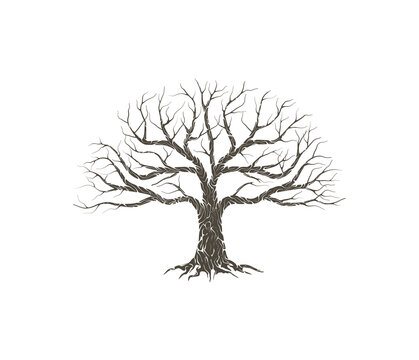 dry tree vector illustrations isolated on white