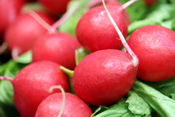 Red radish with leaves on the market. Fresh vegetable harvest in spring