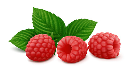 Three lying raspberry fruits with green leaves. Isolated on white background. Realistic vector illustration.