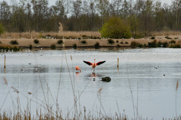 Flamingos in Zwillbrock