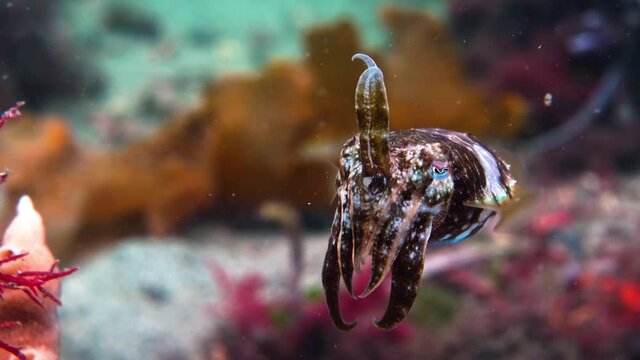 a push in medium shot of a colourful cuttlefish in clear waters. swimming with defensive behaviour 