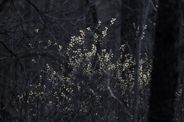 Spring bloom in the middle of forest