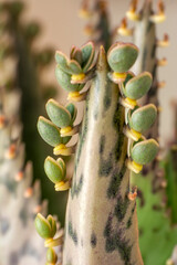 Beautiful blooming wild desert cactus
