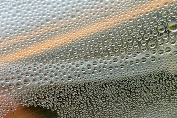 Water drops on fresh green lush leaf growing plant