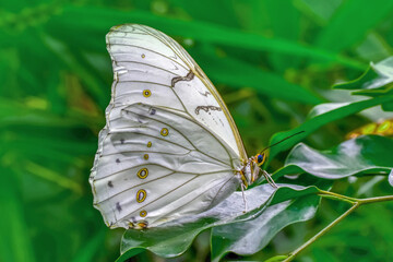 Macro shots, Beautiful nature scene. Closeup beautiful butterfly sitting on the flower in a summer...
