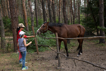 Woman and girl feed the horse in the paddock