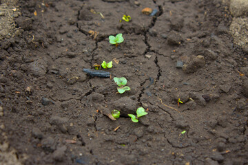 radish spouts made their way out of the ground