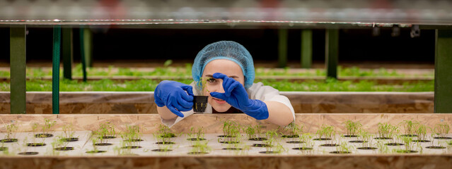 Woman gardeners keep greenery at hydroponic farm and observing growth greenery meticulously before...