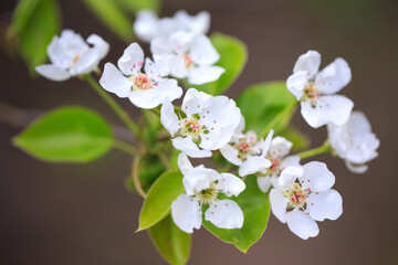 Flowering cherry against a blue sky. Cherry blossoms. Spring background.