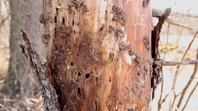  European spruce bark beetle (Ips typographus)damaged spruce tree(Picea abies in spring in forest. Person hand showing underneath the dead loose tree bark. They feed on and break down dead plant matte