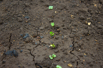 radish spouts made their way out of the ground