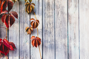 orange leaves of a vineyard on a wooden background, selective focus