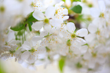 Flowering cherry against a blue sky. Cherry blossoms. Spring background.