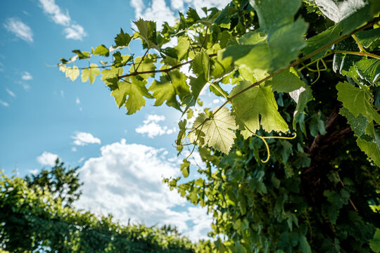 Vigne di prosecco a Valdobbiadene
