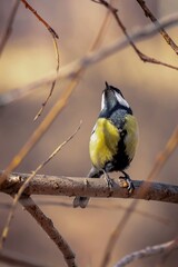 A small yellow bird sits on a tree branch. Great tit.