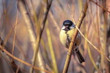 A small yellow bird sits on a tree branch. Great tit.