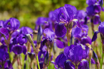 purple iris flower in the park