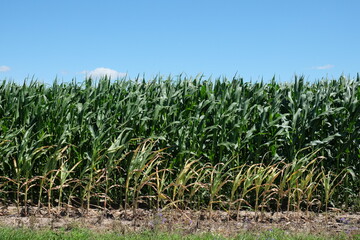 Corn plantation under a clear blue sky on a sunny day. Agricultural landscape.