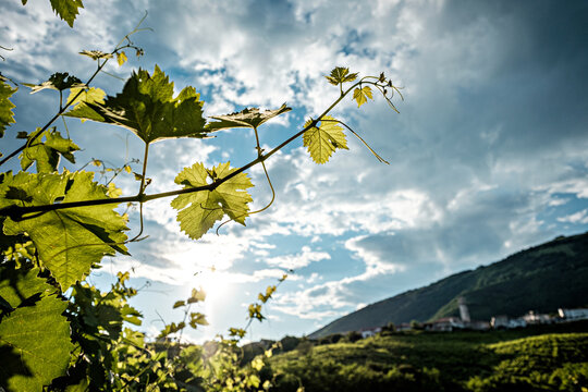 Vigne di prosecco a Valdobbiadene