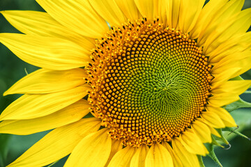 Single sunflower flower on a blurred background, close-up.